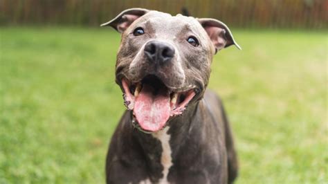 How old do pit bulls live. Things To Know About How old do pit bulls live. 